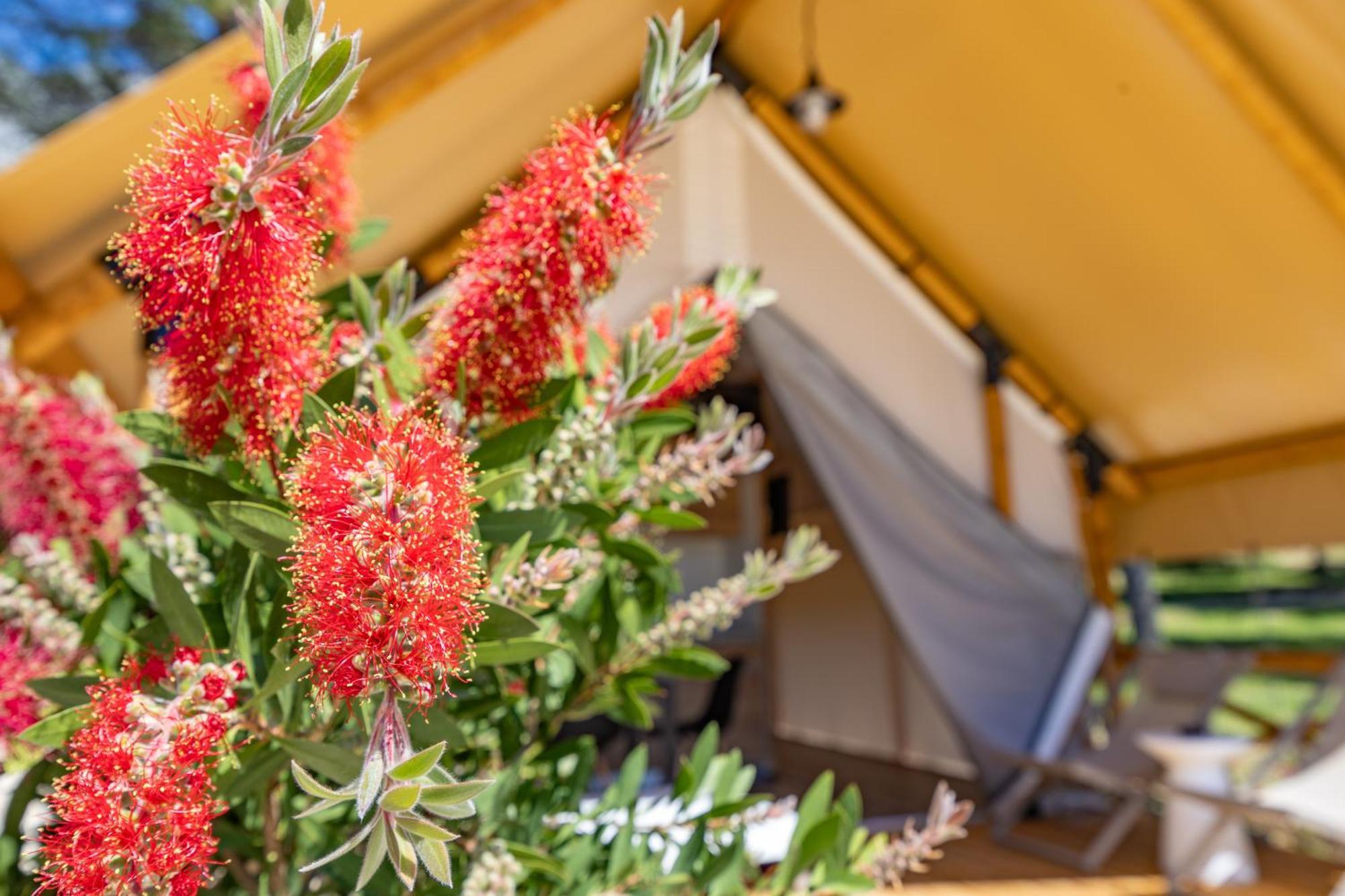 Camp Dole Zivogosce - Mobile Home And Glamping Tent Ngoại thất bức ảnh